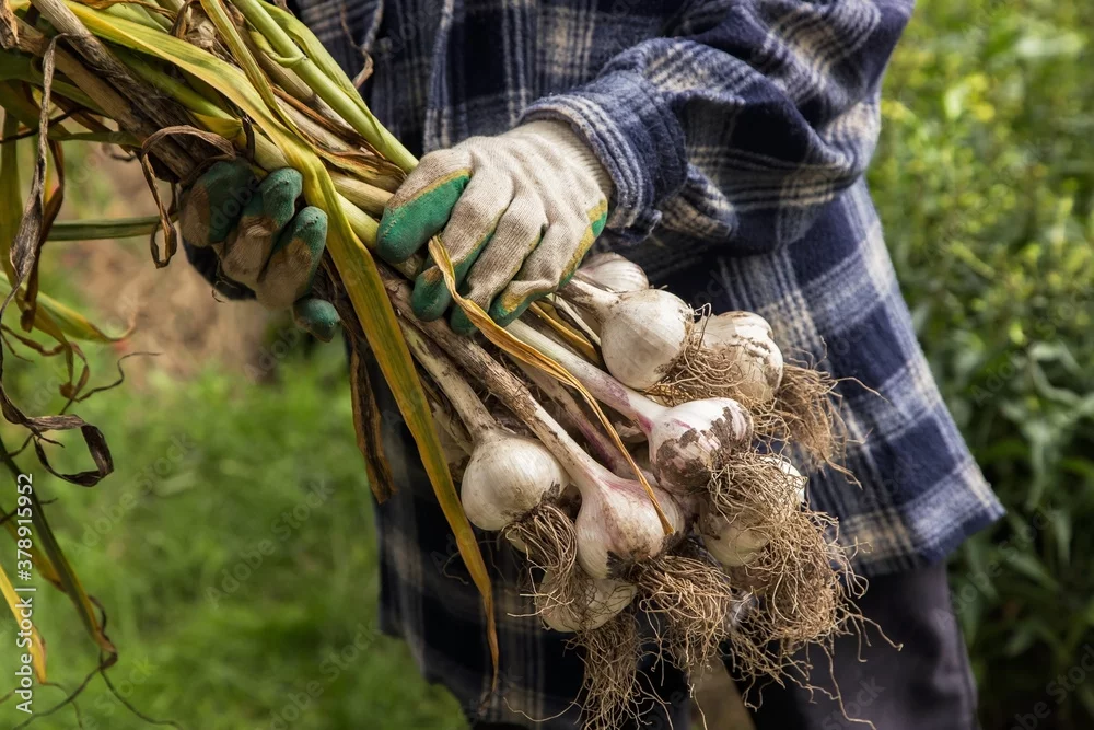 Indian farmers harvesting garlic bulbs for export