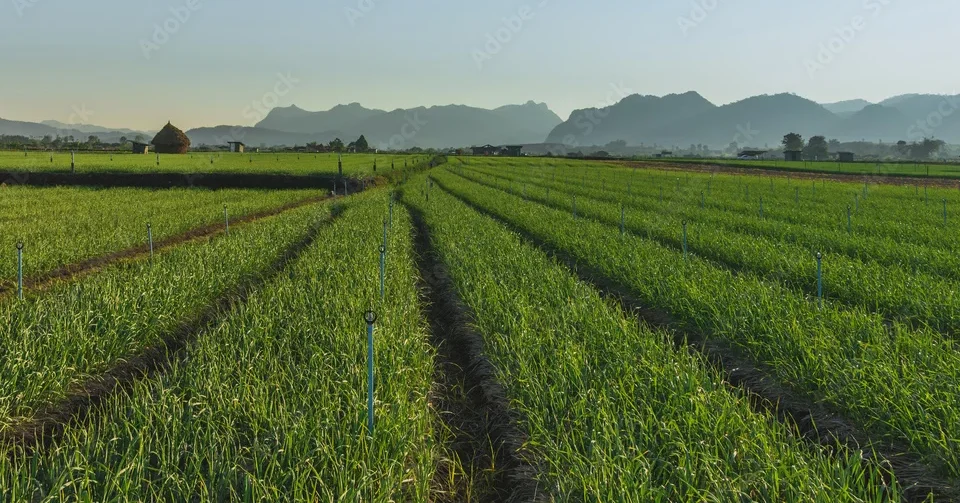 Indian garlic farms – sustainable cultivation practices Garlic bulbs developing underground in Indian farms