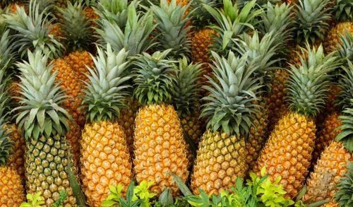 Pineapples maturing on plants – farm-fresh for export