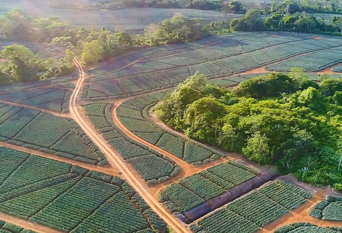 Indian pineapple plantations – tropical cultivation regions