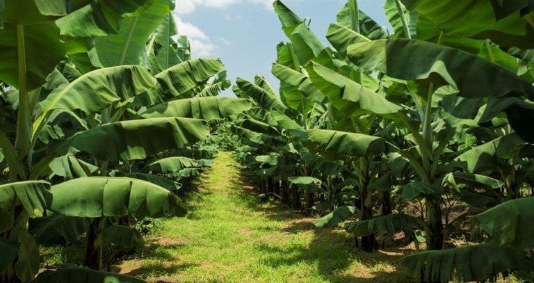 Export-quality Cavendish bananas from India – fresh tropical produce