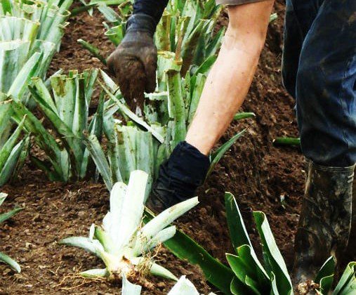 Pineapple plant flowering stage before fruit formation
