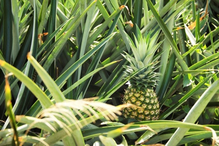 Indian farmers harvesting ripe pineapples for export
