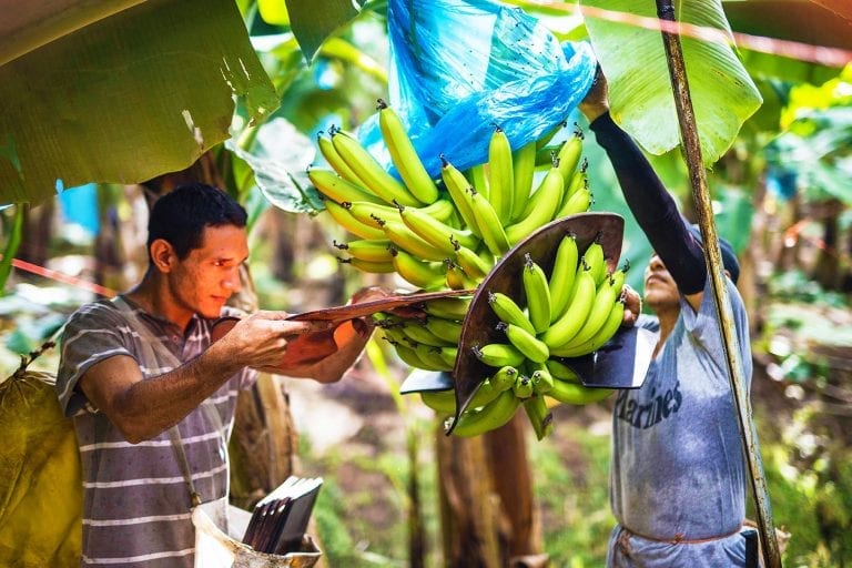 Farmers harvesting bananas from Indian farms for export