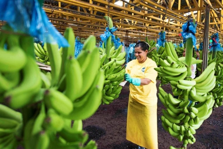inspected with care Bananas sorted by size, color, and quality for export-standard uniformity.