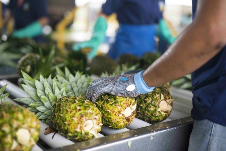 Sorting and grading Indian pineapples by size and sweetness Indian pineapples packed hygienically for global shipping