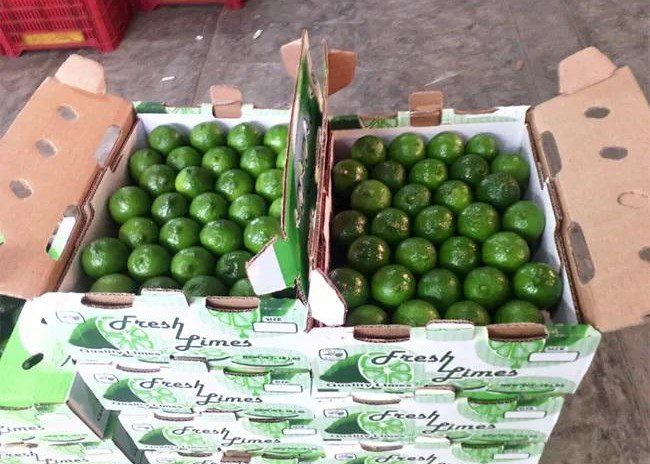 Sorting and grading Indian lemons by size and quality Indian lemons packed for export – safe and hygienic handling