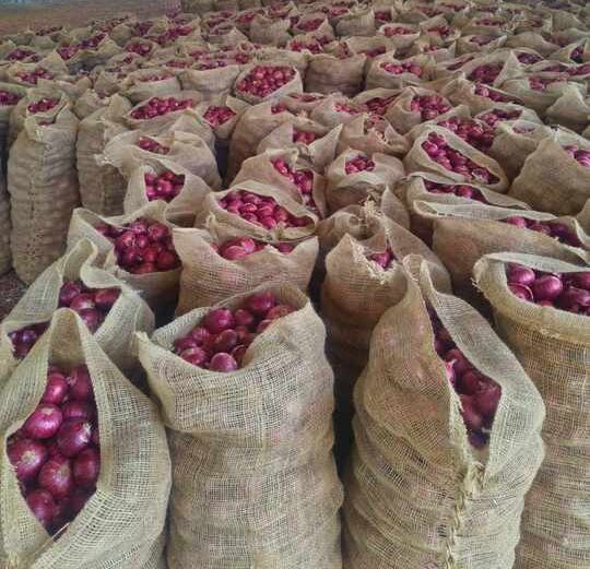 Sorting and grading of Indian onions for size and quality before export Premium Nashik onion packaging for export – mesh and jute bag packing