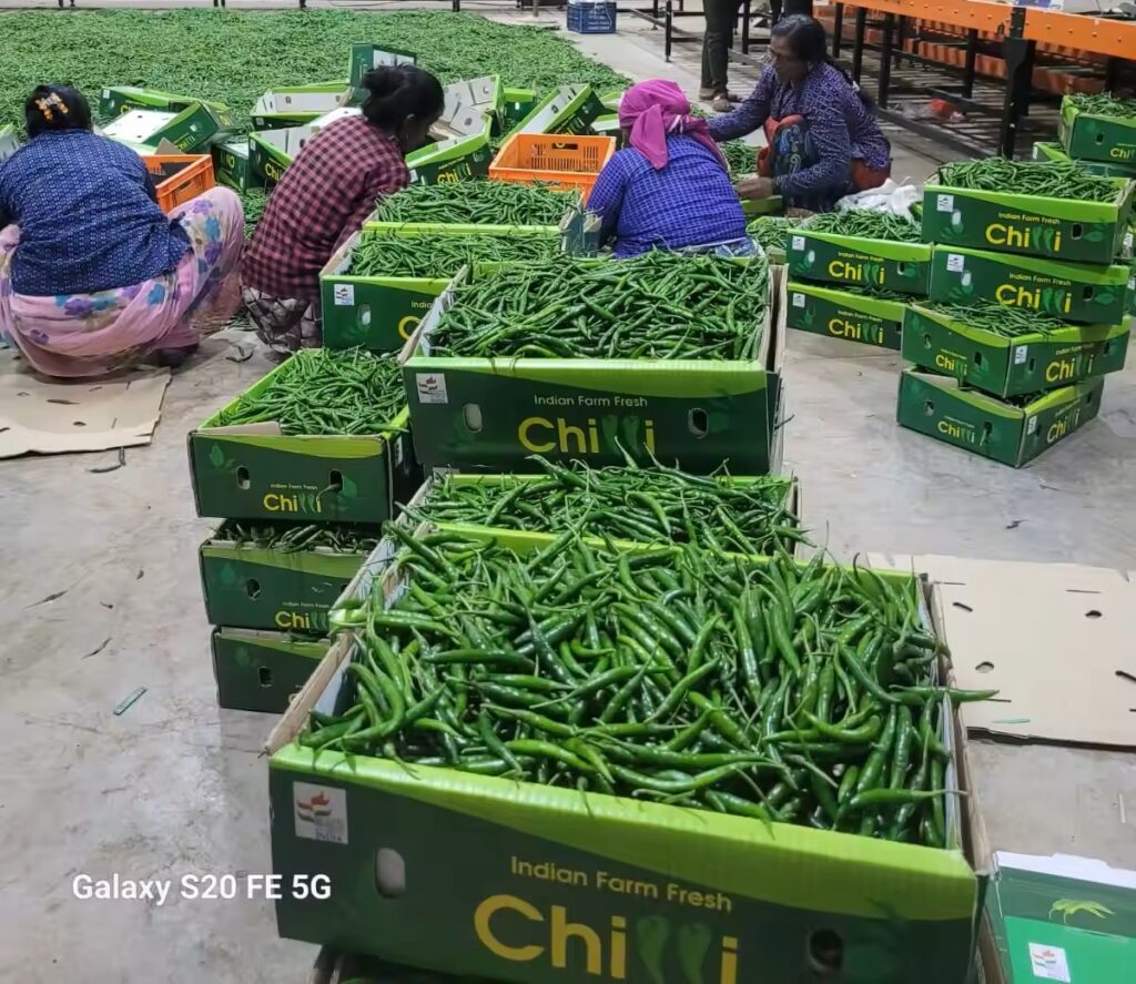Sorting Indian green chilies by size, color, and heat level Indian green chilies packed hygienically for export