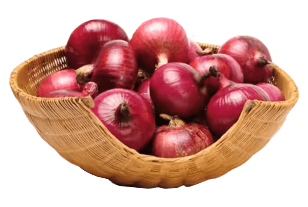 Indian onion cultivation fields – farm-grown produce from Maharashtra