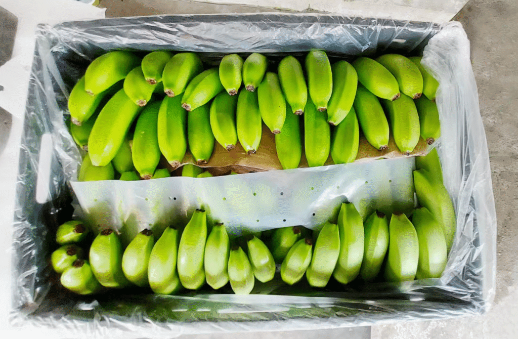 Export packaging for Indian bananas – hygienic and secure handling