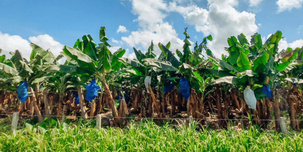 Large banana bunches growing on Indian trees – Cavendish variety