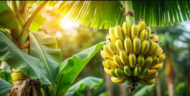 Indian banana plantations – sustainable cultivation practices