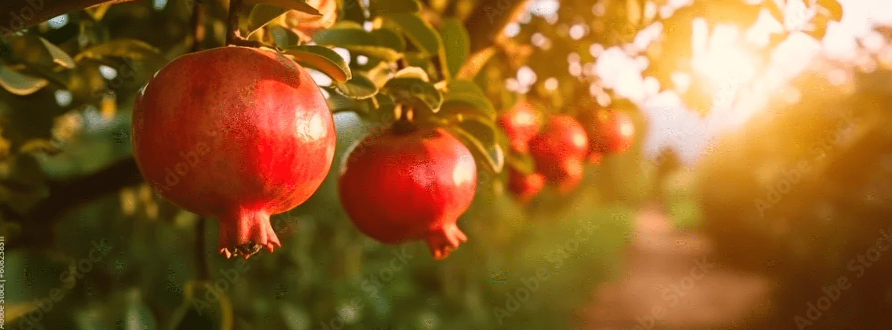 Indian pomegranate orchards – sustainable farm practices