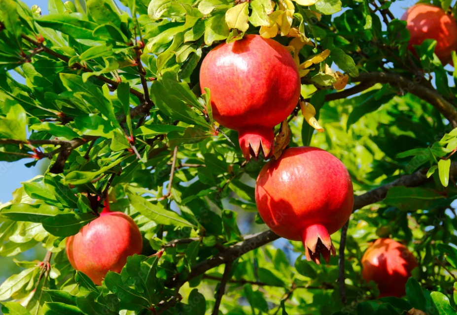 Pomegranate trees in bloom – flowering and fruit setting phase