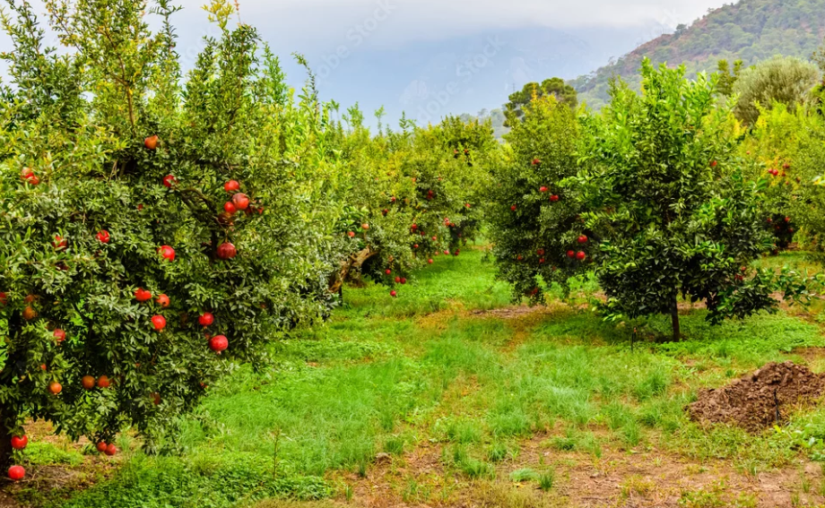 Ripe Bhagwa pomegranates growing on Indian trees for export