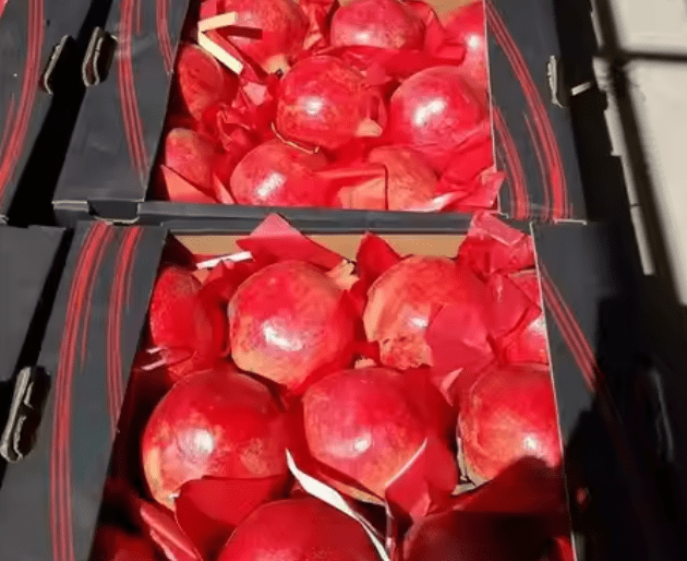 Premium export packaging for Indian pomegranates