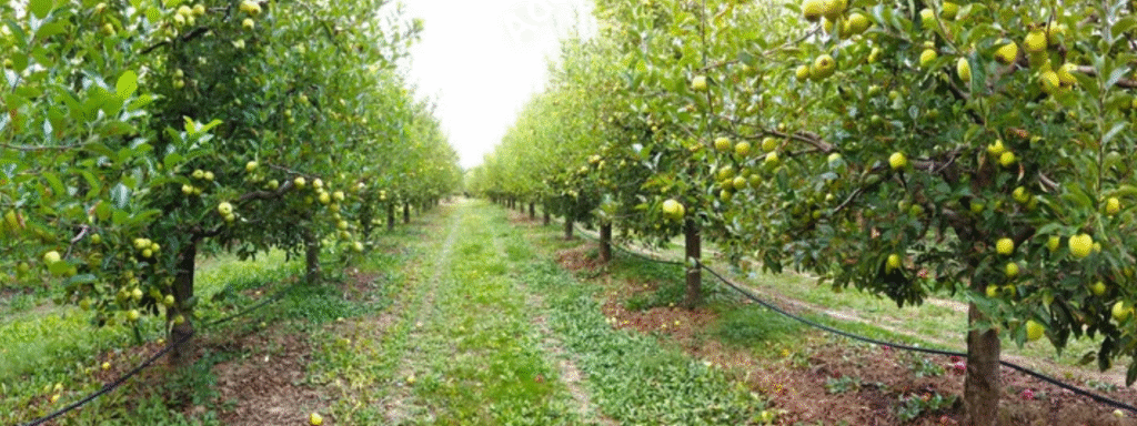 Red and green apples ripening on Indian trees for export