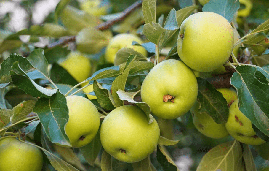 Apple trees in bloom – flowering stage before fruit formation