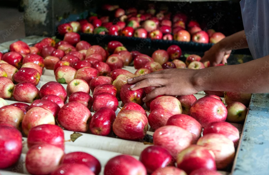 Sorting and grading Indian apples by size, weight, and color Hygienic export packaging for Indian apples