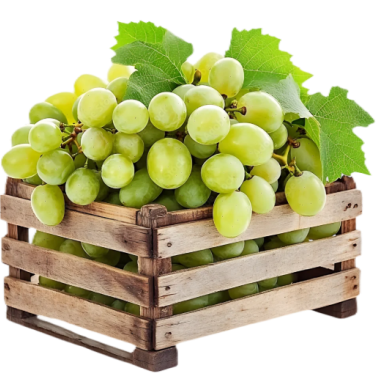Indian grape vineyards – natural and sustainable farming