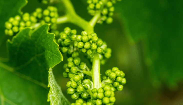 Grapevine flowering and fruit set – Indian vineyard cultivation