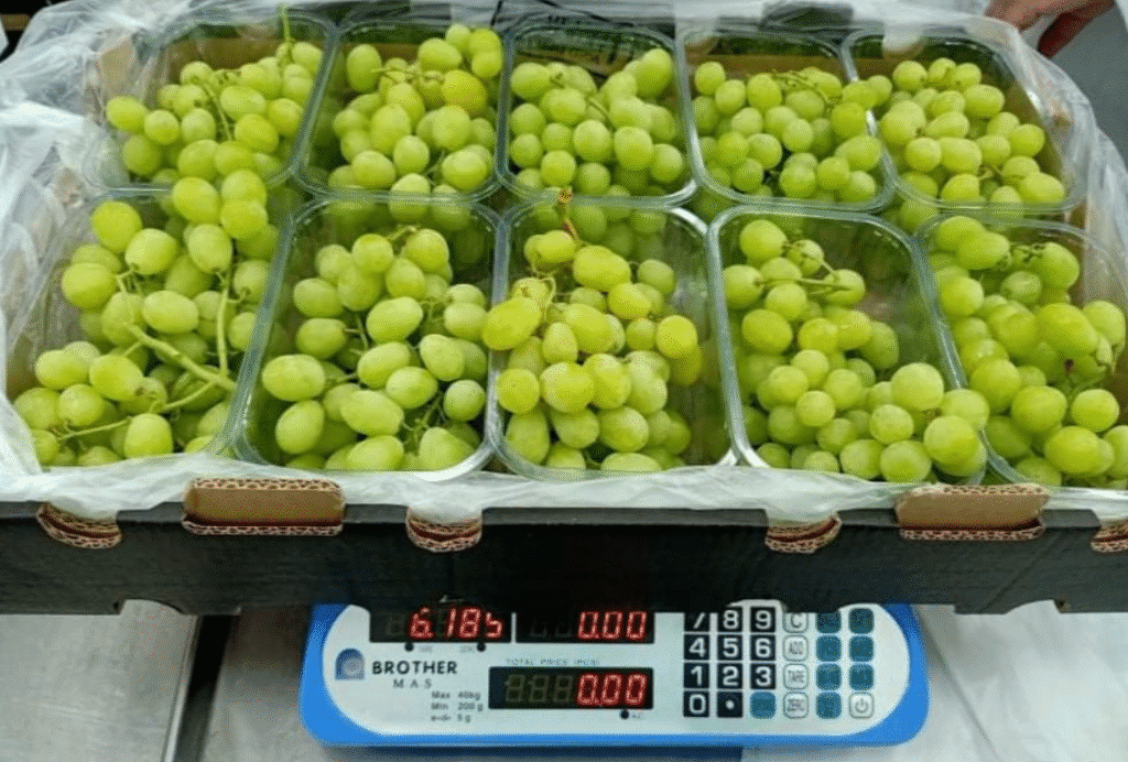 Sorting Indian grapes by size and quality for export packaging Grapes packed for export in climate-controlled boxes
