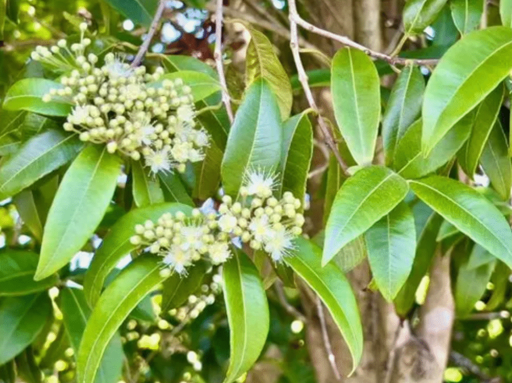 Lemon trees flowering in Indian orchards – fruit formation stage