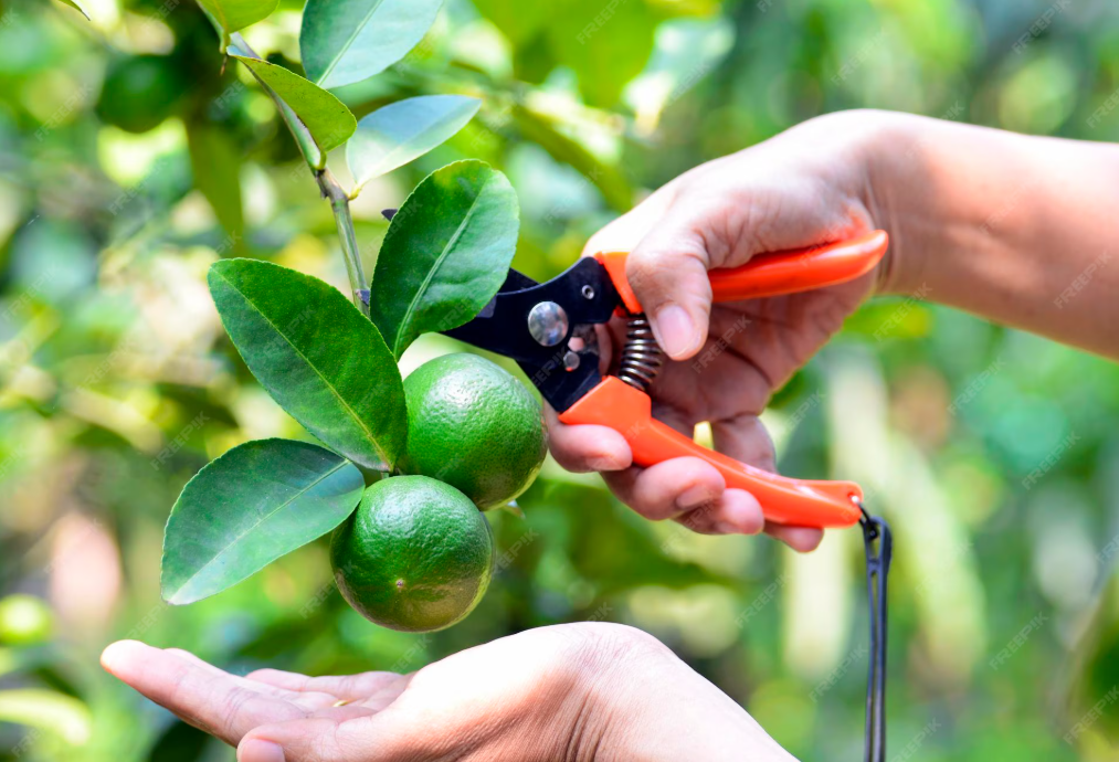 Indian farmers harvesting ripe lemons for export