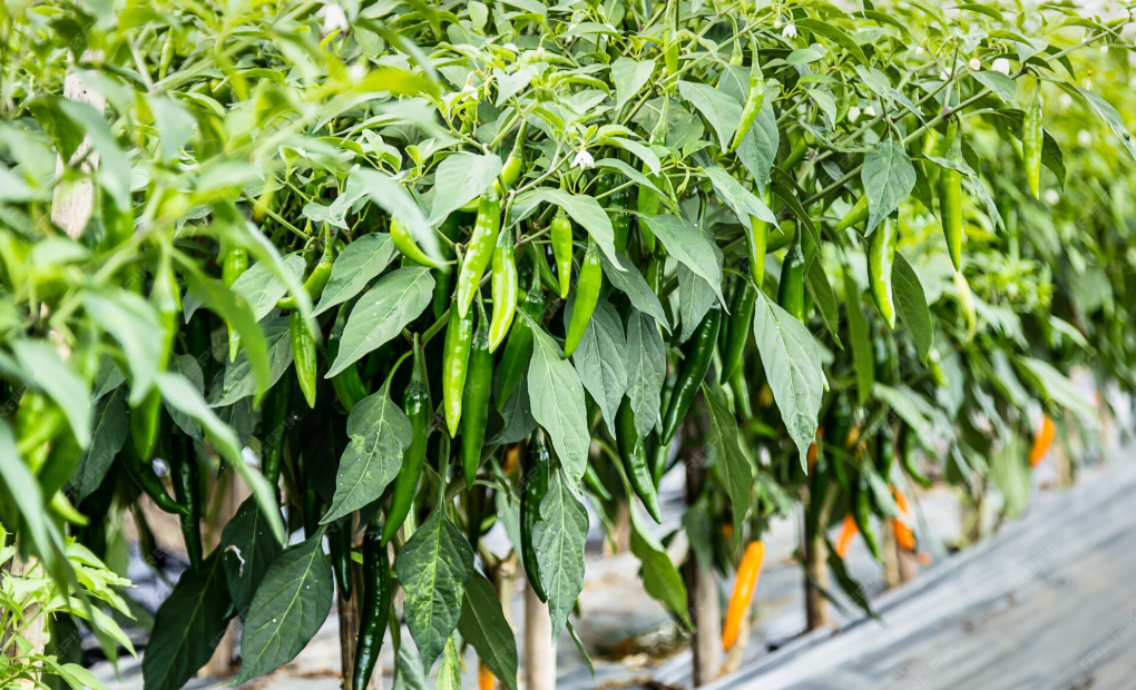 Fresh green chilies ripening on Indian plants
