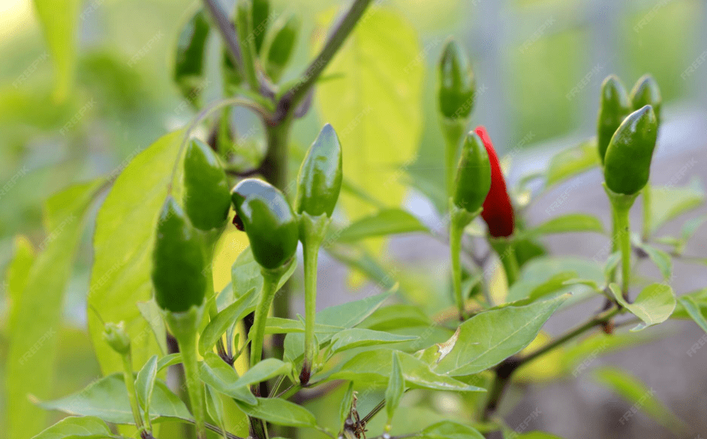 Green chili plants in bloom – flowering and early fruit formation