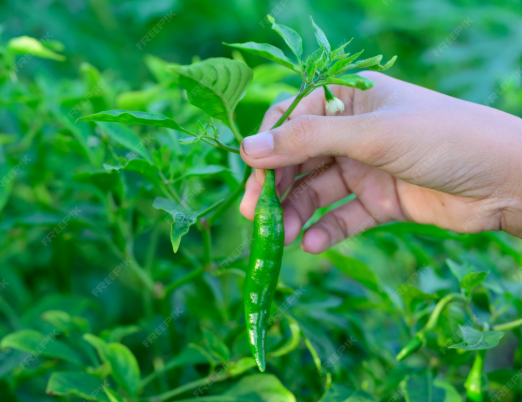 Farmers harvesting fresh Indian green chilies for export