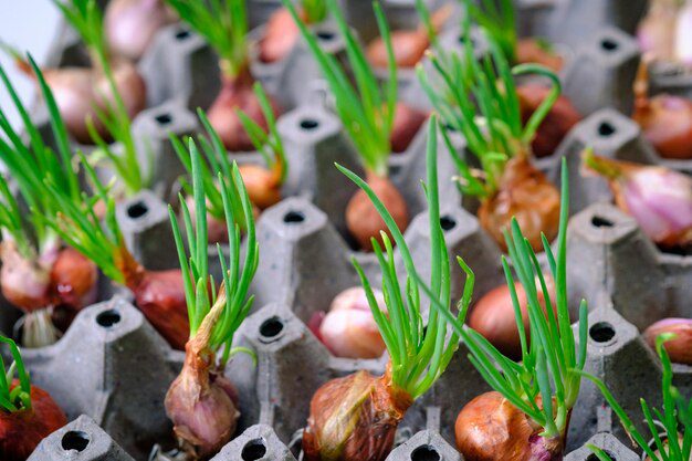 Onion plants flowering – high-yield seed development for export crops