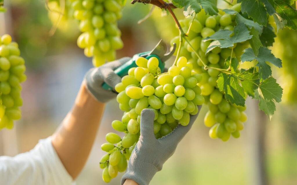 Indian farmers harvesting fresh grapes for export markets
