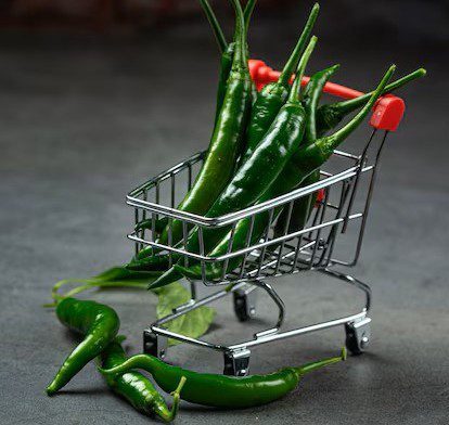 Indian chili farms – sustainable cultivation for export