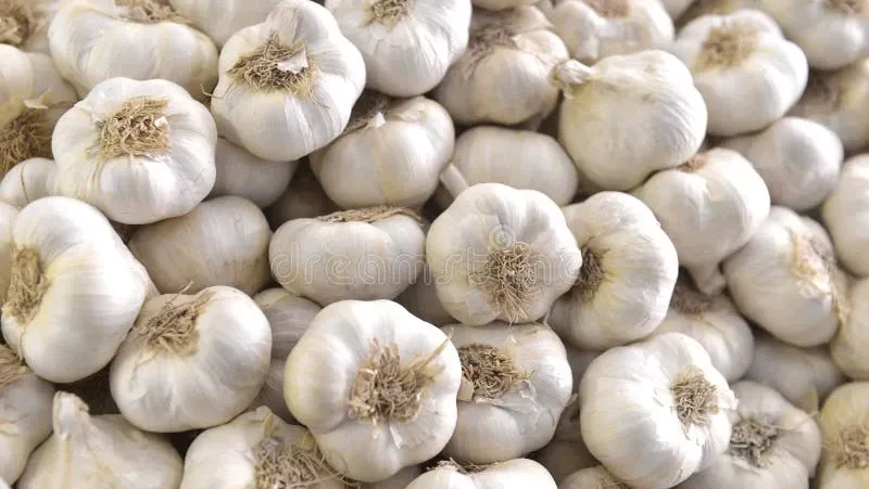 Fresh Indian garlic exporter – aromatic and export-grade produce