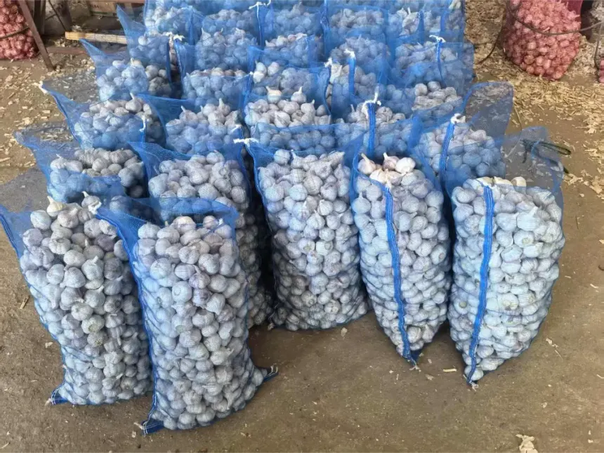 Indian garlic packed hygienically for export Sorting and grading Indian garlic bulbs for export
