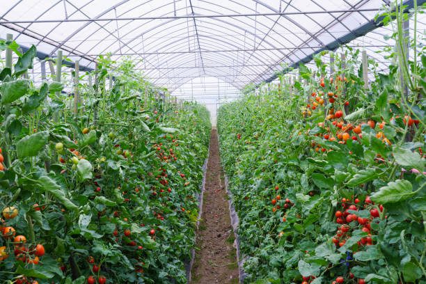 Ripe red tomatoes developing on vines in Indian farms