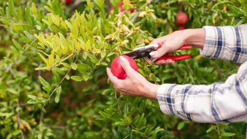 Indian farmers harvesting ripe pomegranates for export markets