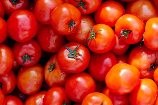 Indian tomatoes for export – ripe and farm-fresh produce