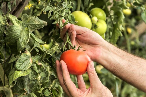 Indian farmers harvesting ripe red tomatoes for export
