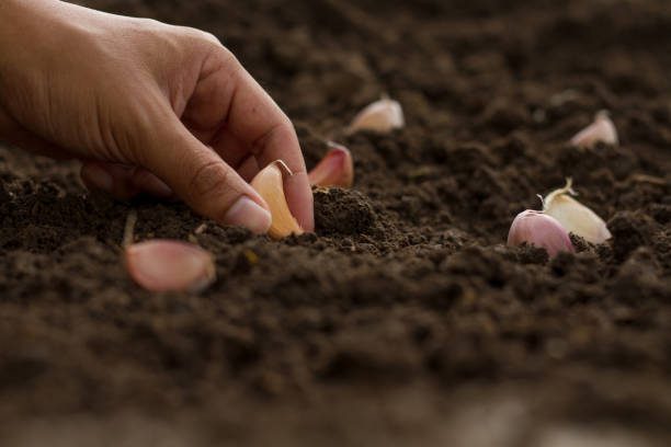 Garlic plants flowering – seed and bulb development phase