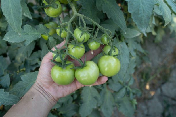 Tomato plant flowering and early fruit stage