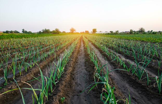 Developing onion bulbs in Indian farms for export quality harvest