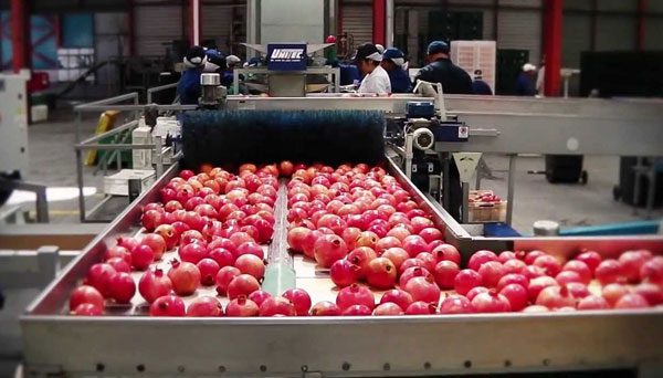 Sorting and grading Indian pomegranates by size, color, and quality