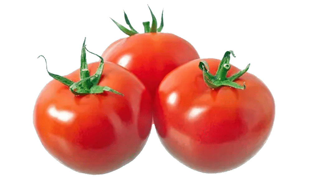 Indian tomato fields – open cultivation with drip irrigation
