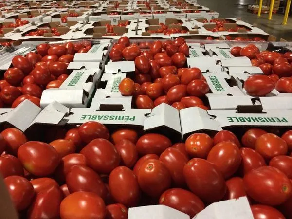 Sorting Indian tomatoes by size and ripeness for export Packaging fresh Indian tomatoes for export